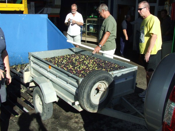 Olives about to be pressed